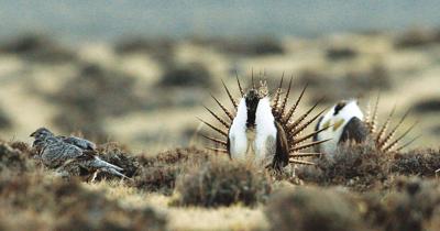 Sage grouse numbers plunge