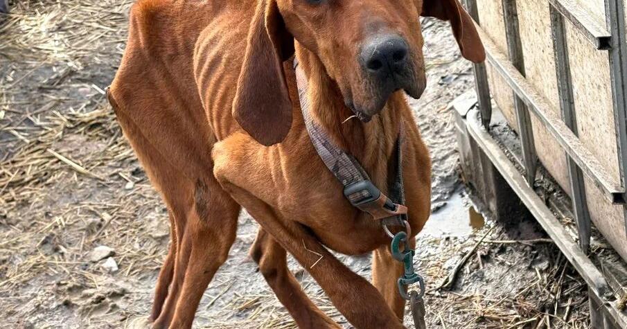 Idaho couple pleads not guilty to animal cruelty charges in case ...