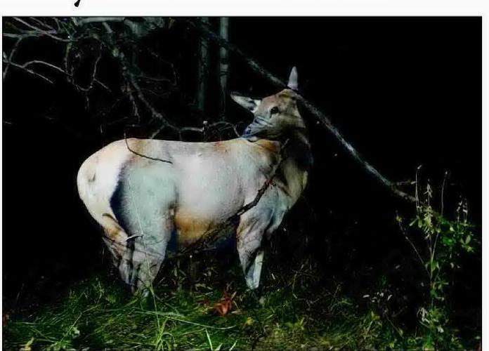 Archery Elk Hunt 2022 Zoology