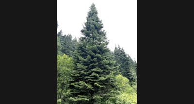 us christmas tree