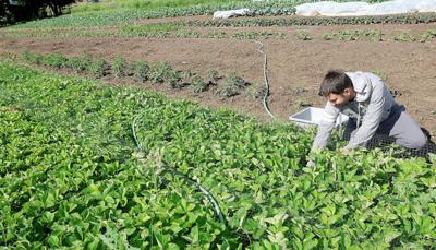organic farm