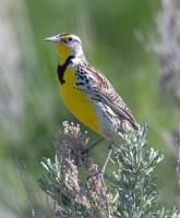 Meet the meadowlarks