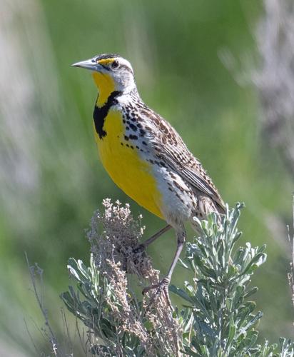 western meadowlark by Terry Rich.jpg