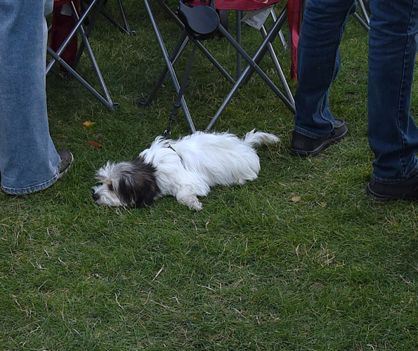dog .png