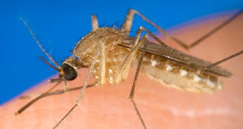 Mosquito