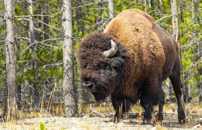 Bison bull