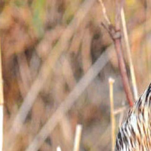 Winter Hawks Raptors Migrate To Southeast Idaho Local