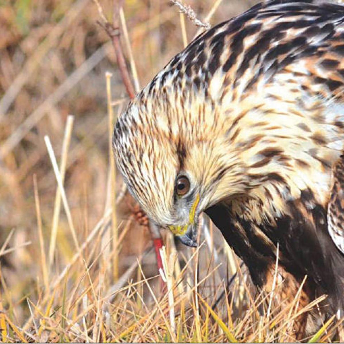 Winter Hawks Raptors Migrate To Southeast Idaho Local