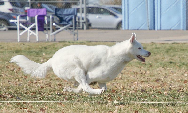Pocatello Kennel Club to host lure coursing event in McCammon