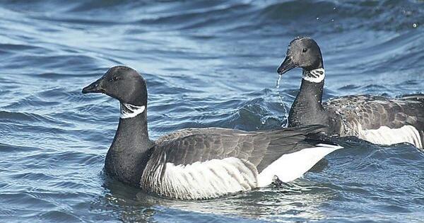 Skagit County to have no brant hunting season | Northwest ...