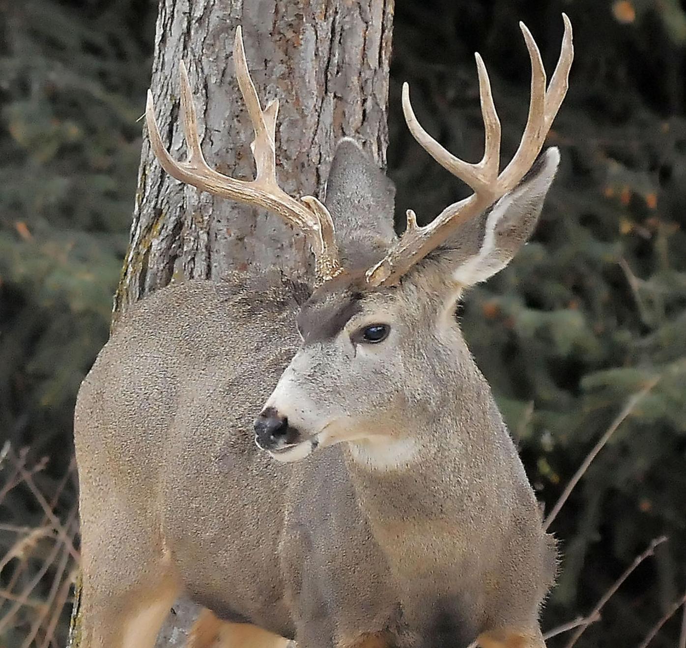 Shed antler gathering suspended in Utah until April 1 | Northwest |  idahostatejournal.com