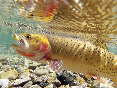 Draft plan aims to aid Yellowstone Lake cutthroat trout | National ...