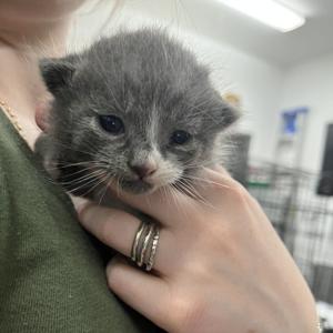 Snake River Animal Shelter receives $30,000 grant for rescue van