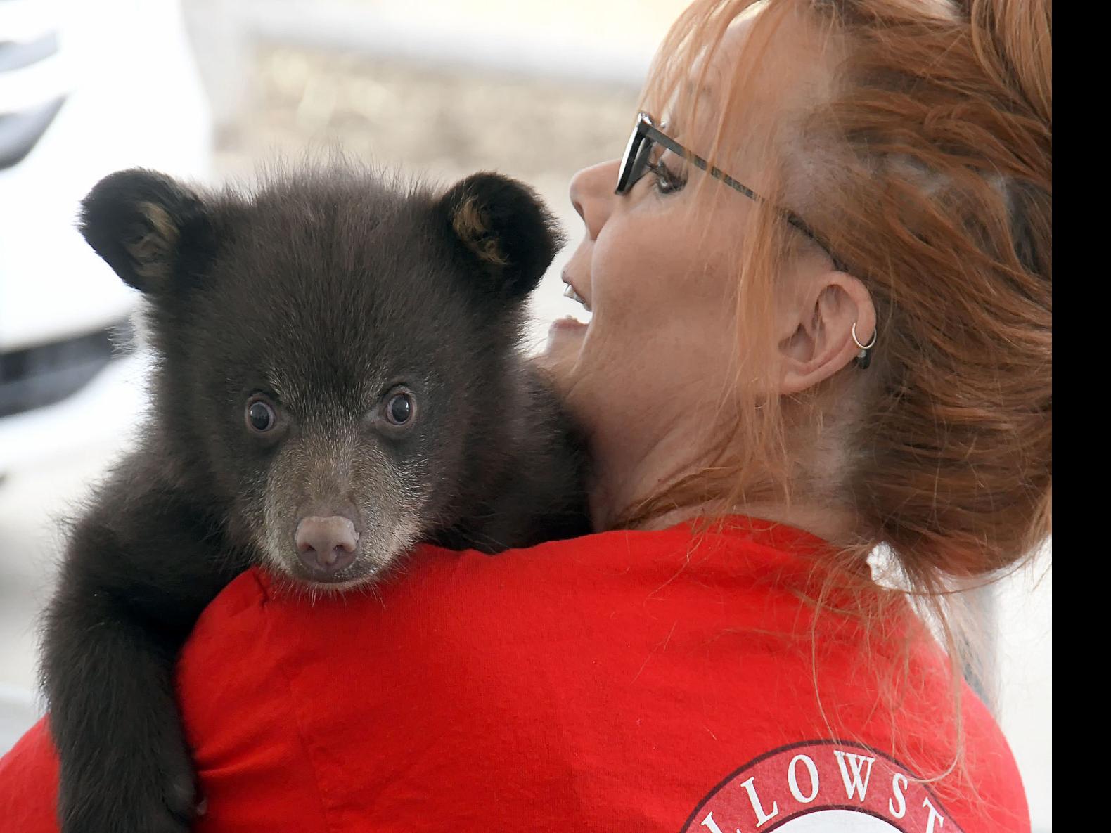 Baby Animal Days Bear Cub Exhibit Protested By Peta Free September E Edition Idahostatejournal Com