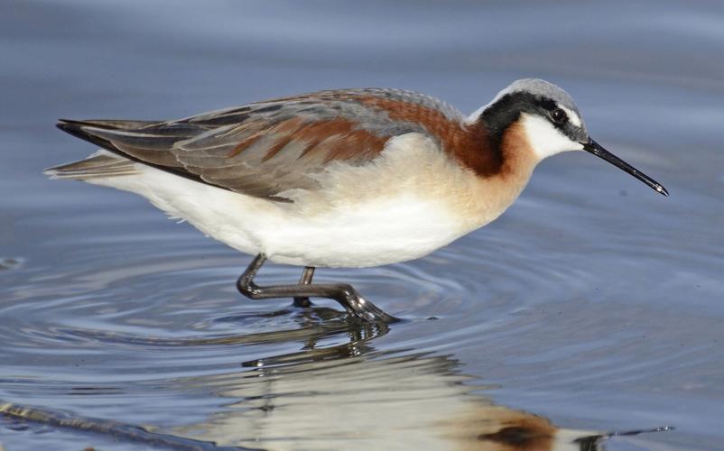 Wilson's phalarope female by Vickie J. Anderson.jpg