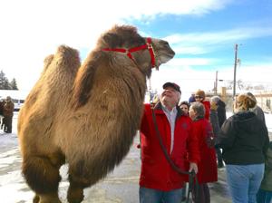 'Clyde the Camel' entertains during American Dog Derby