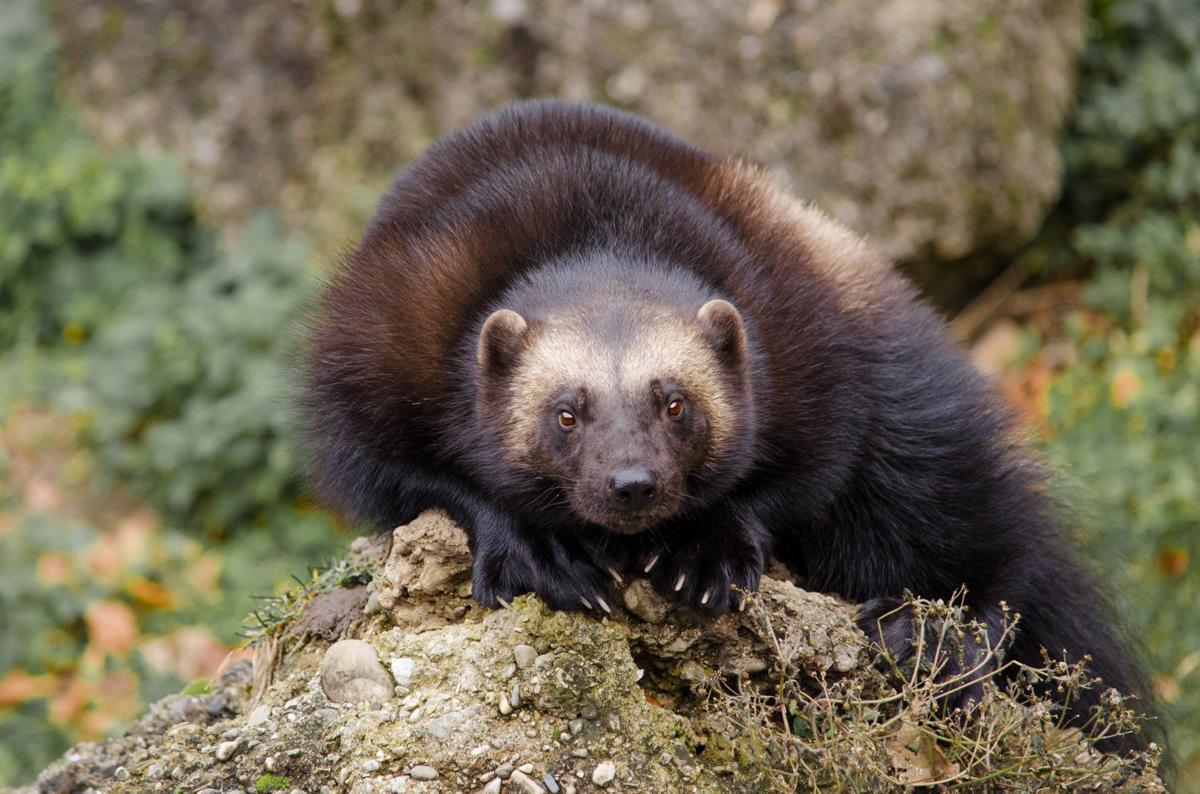 Group wants lethal traps banned in Idaho wolverine habitat Xtreme