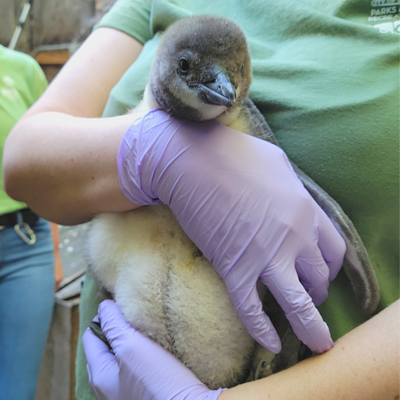 PenguinChick2021_1.png