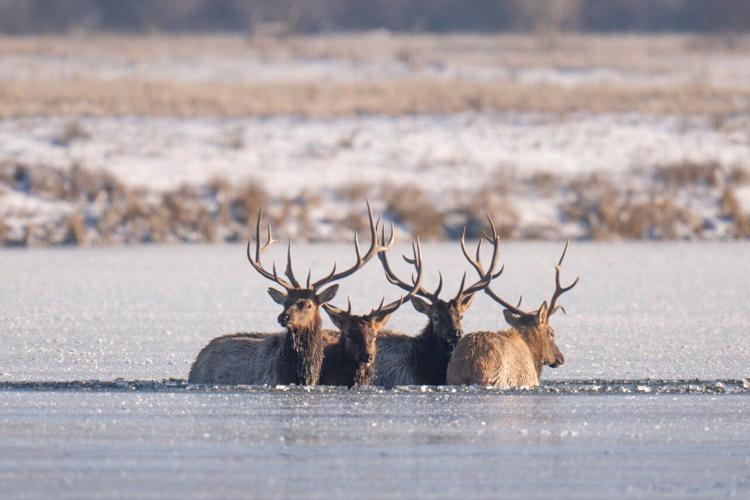 Elk in a pond