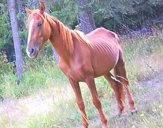 Horse neglect