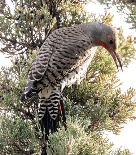 northern flicker eating a juniper berry by Terry Rich.jpg