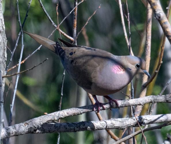 mourning dove showing reflective neck patch by Terry Rich.jpg