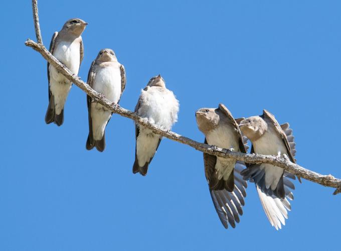 northern rough-wnged swallows by Terry Rich.jpg