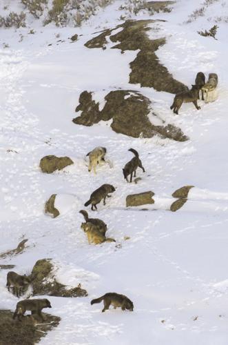 Vertical Yellowstone Wolves Killed