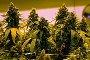 In rural Idaho, medical marijuana ballot initiative hits setback after signatures turned in late