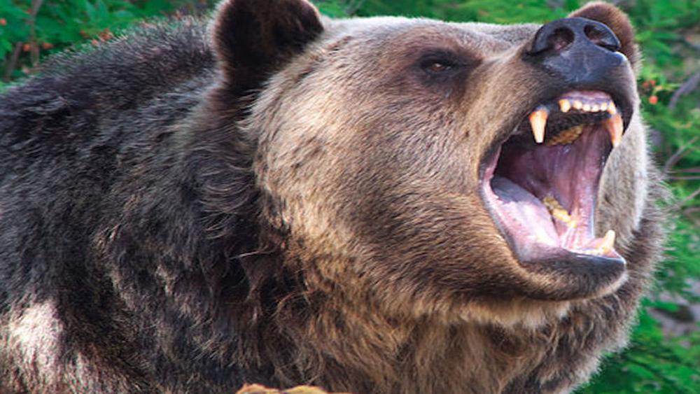Province seeking feedback on grizzly bear stewardship framework - BC SPCA