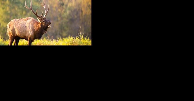 Elk stock image file photo