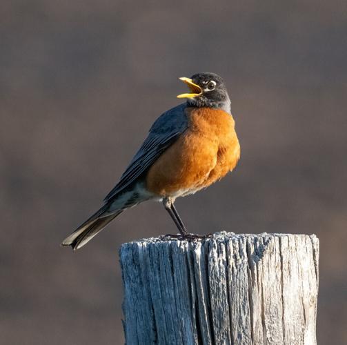 American robin on post by Terry Rich.jpg