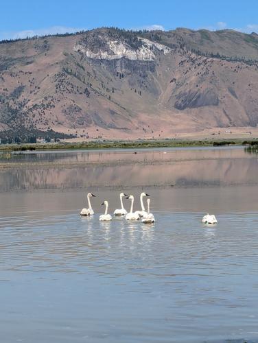 Swans 2