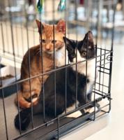 Dozens of cats saved from Idaho hoarding situation