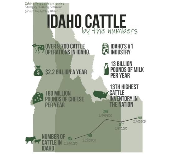 Idaho cattle infograph