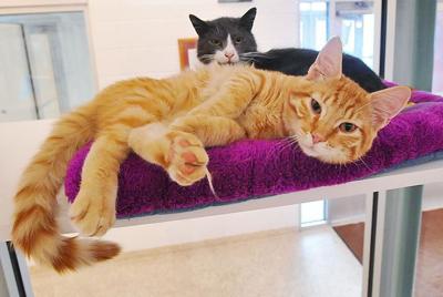 Discounted Cat Adoptions From Pocatello Animal Services Extended Through Sept 30 Community Idahostatejournal Com