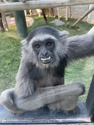Idaho Falls Zoo euthanizes well-loved gray gibbon