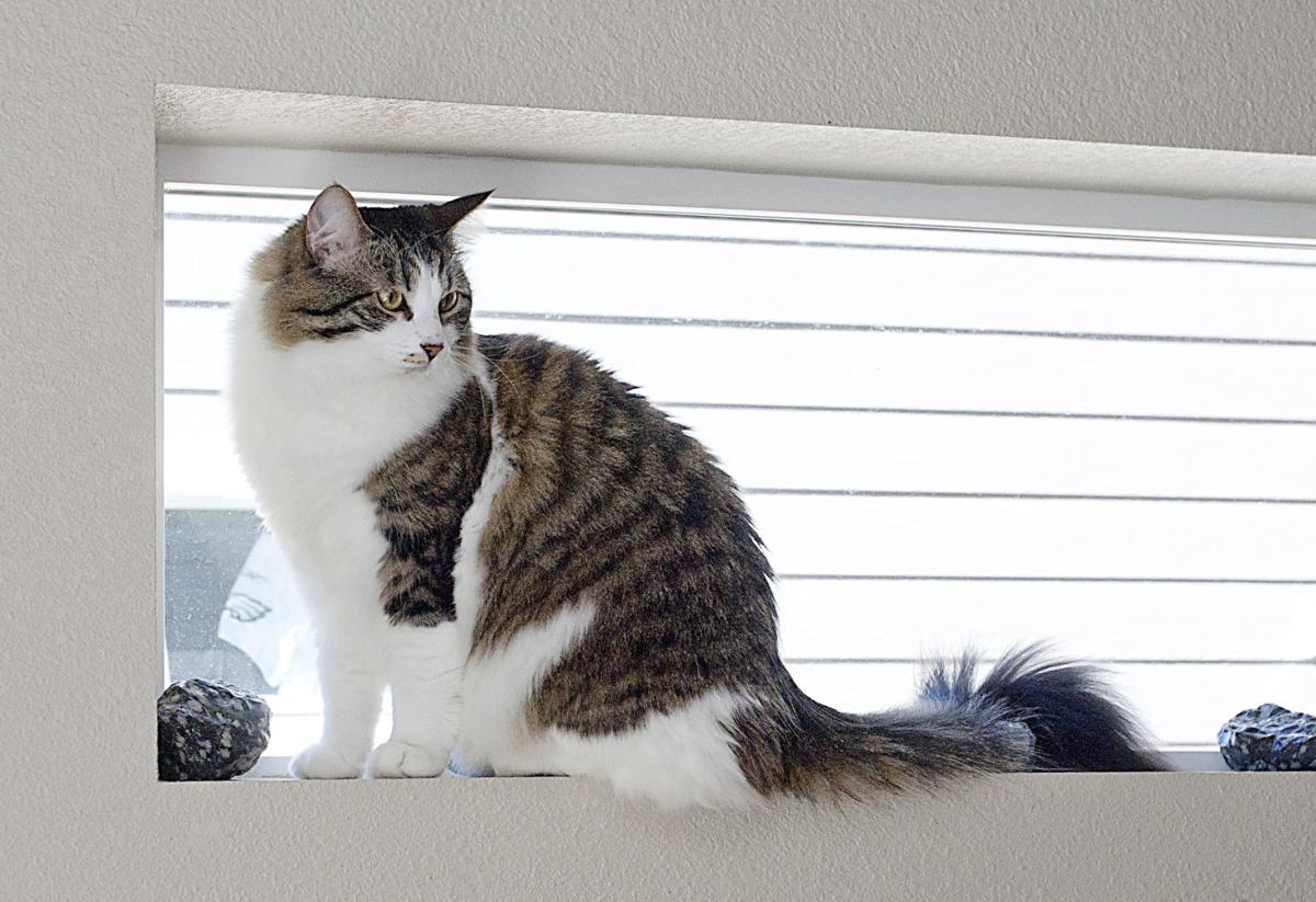 Emotional Support Animals Are Getting More Popular Local