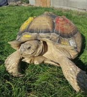 Large tortoise missing from Reptile Adventures