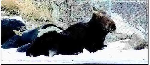 MOOSE CORRALLED