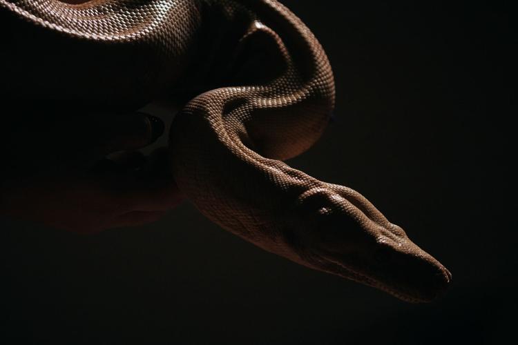 Photos show snakes auditioning for a role at New York’s Metropolitan Opera