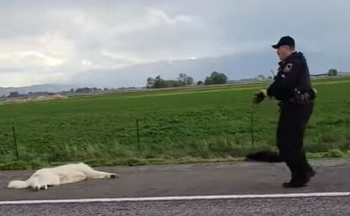 Police facing backlash after officer fatally shoots two dogs on