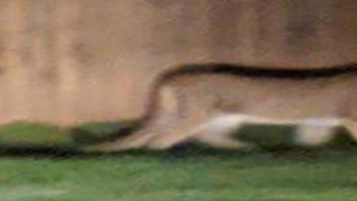 being devoured by mountain lion