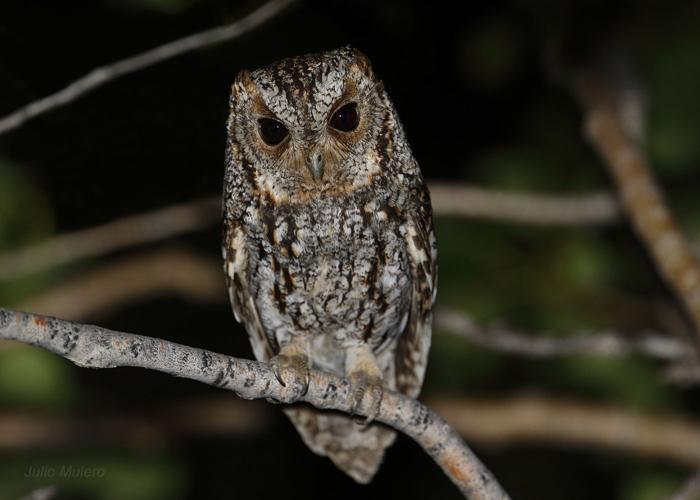 flammulated owl by Julio Molero.jpg