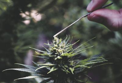 IDXHemp