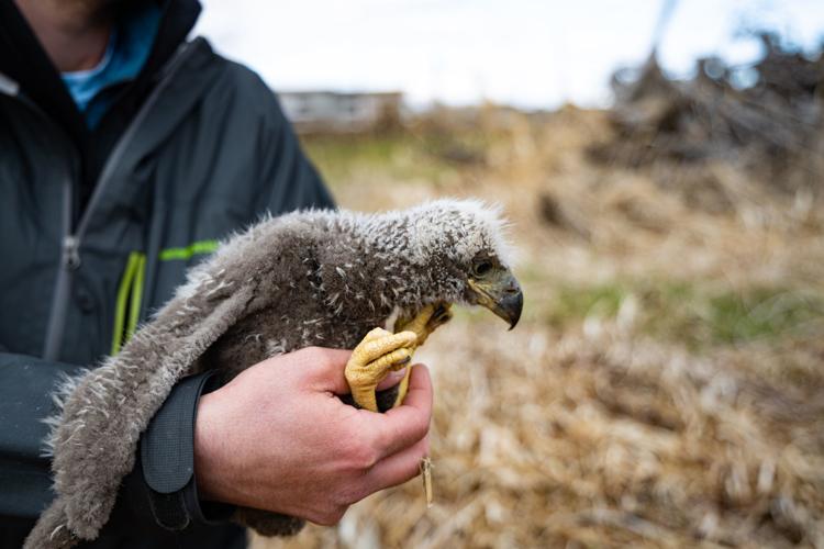 Eaglet rescue
