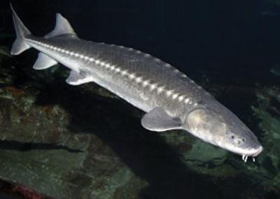 sturgeon in the Snake River