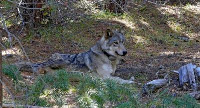 Wolf Population Flounders