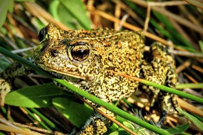 Dixie Valley toad