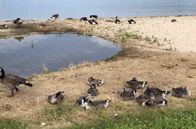 Canada geese